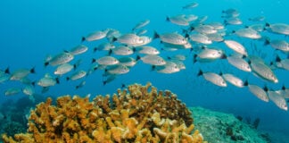 A school of fish swim past a coral reef in Cabo Pulmo National Park, Baja California Sur