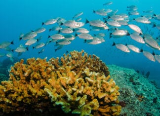 A school of fish swim past a coral reef in Cabo Pulmo National Park, Baja California Sur