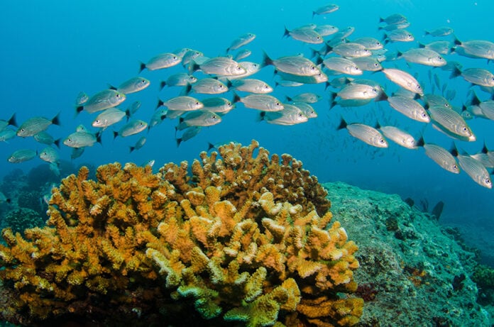 A school of fish swim past a coral reef in Cabo Pulmo National Park, Baja California Sur