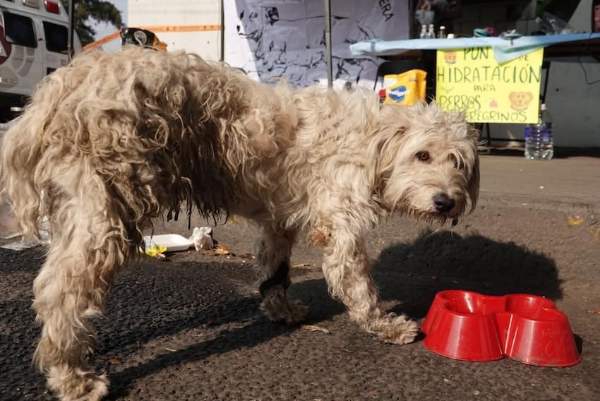 stray dogs given food