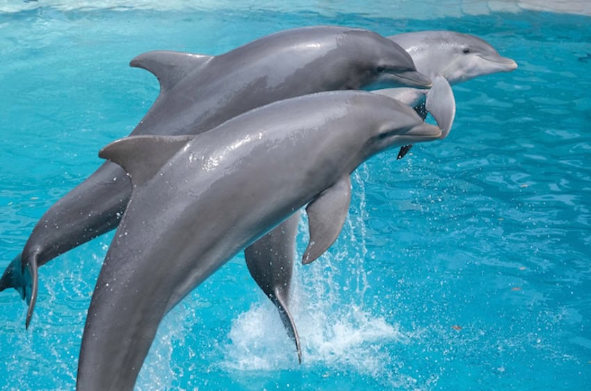 dolphins