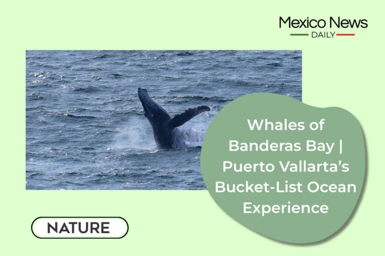 Whales of Banderas Bay | Puerto Vallarta’s Bucket‑List Ocean Experience