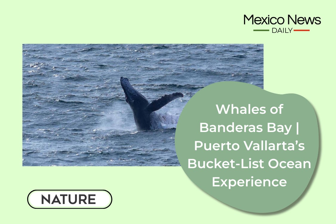 Whales of Banderas Bay | Puerto Vallarta’s Bucket‑List Ocean Experience