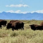 American bison in grasslands