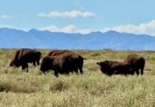 American bison in grasslands