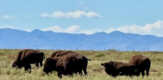 American bison in grasslands