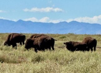 American bison in grasslands