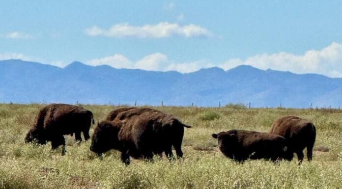 American bison in grasslands