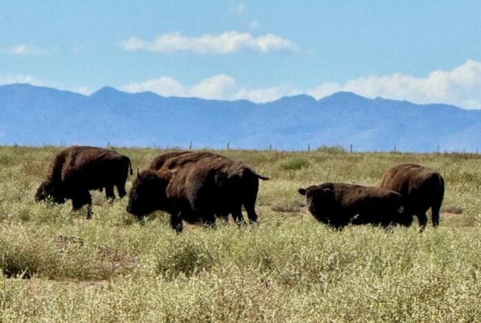 American bison in grasslands