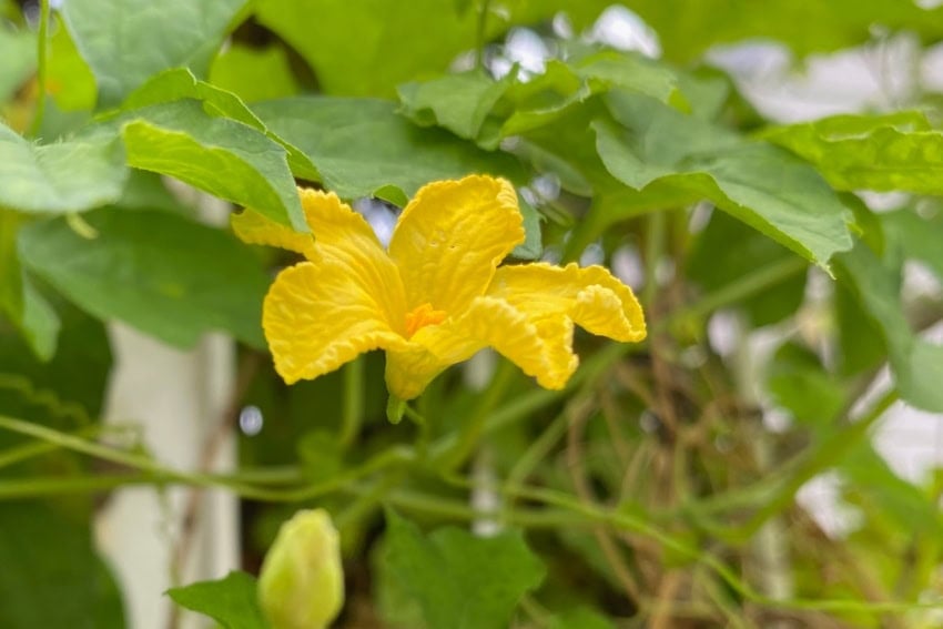 Bitter melon flower