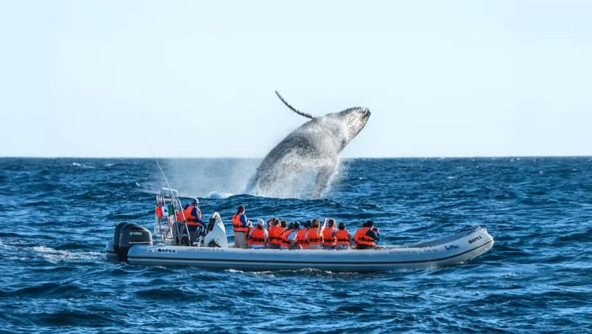 Humpback whale breaching in front of zodiac boat in Los Cabos