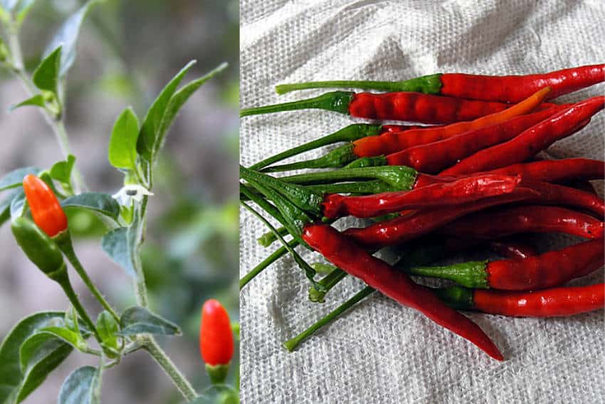 Side-by-side images of the piquin chile (left) and the arbol chile (right). These are the peppers used in Cholula hot sauce.