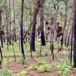 burnt out forest