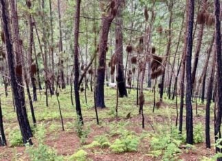 burnt out forest