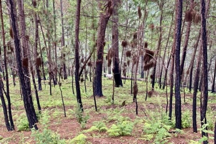 burnt out forest