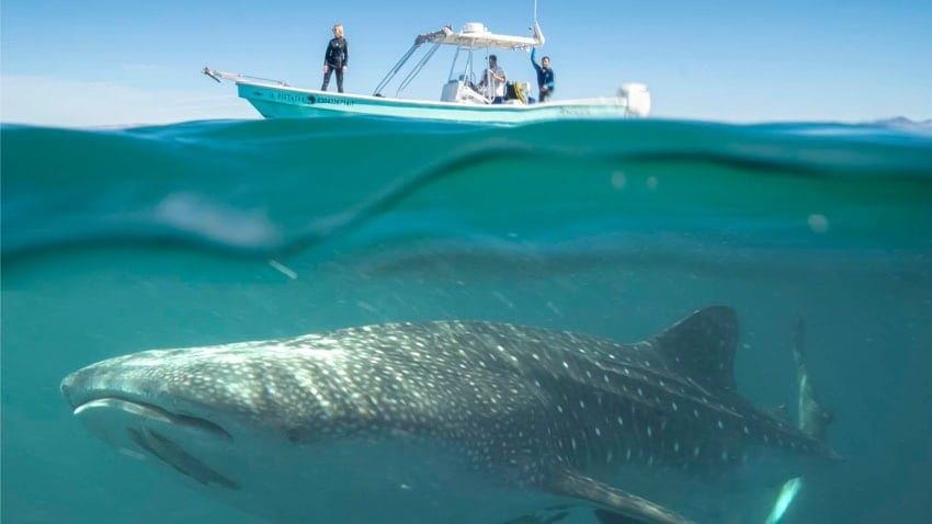 Whale shark underneath a boat in La Paz