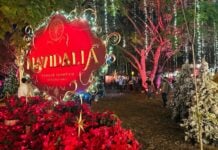 Navidalia in Guadalajara