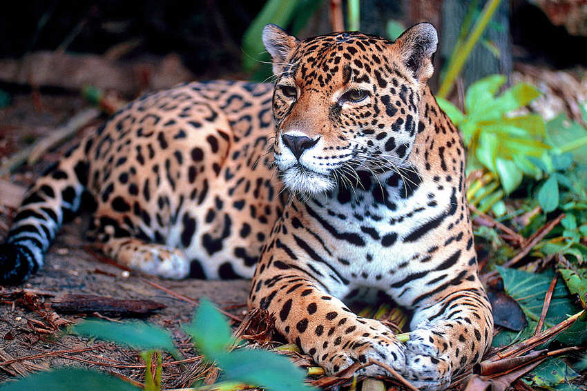 A jaguar resting on the forest floor in Mexico