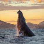 Humpback whale in Los Cabos