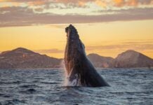 Humpback whale in Los Cabos