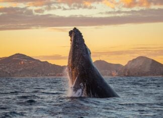 Humpback whale in Los Cabos