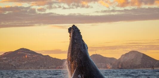 Humpback whale in Los Cabos