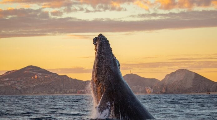 Humpback whale in Los Cabos