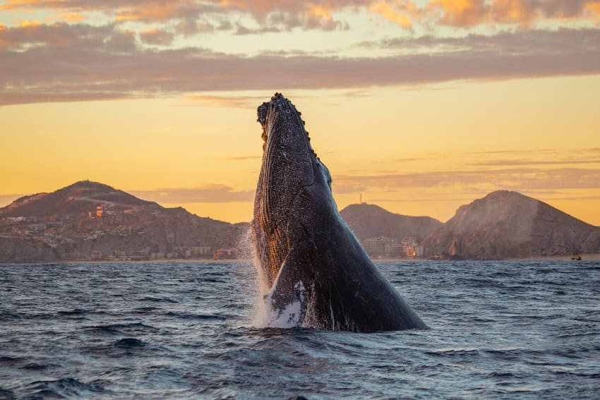 A guide to whale watching season in Los Cabos, plus swimming with orcas and whale sharks