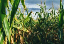 Close-up of green corn stalks and tassels in a field under a cloudy sky, illustrating the modern result of the evolution of corn from teosinte.