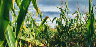 Close-up of green corn stalks and tassels in a field under a cloudy sky, illustrating the modern result of the evolution of corn from teosinte.
