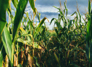 Close-up of green corn stalks and tassels in a field under a cloudy sky, illustrating the modern result of the evolution of corn from teosinte.
