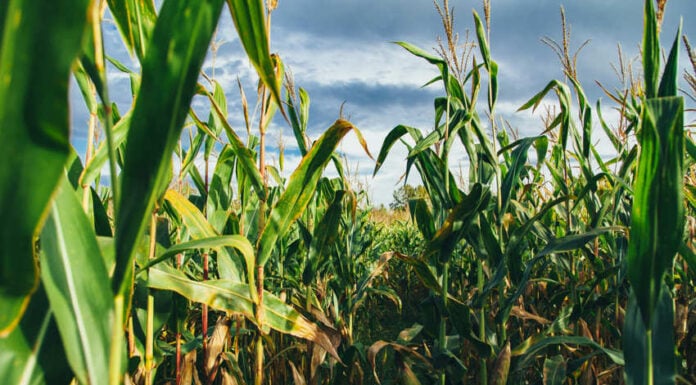Close-up of green corn stalks and tassels in a field under a cloudy sky, illustrating the modern result of the evolution of corn from teosinte.