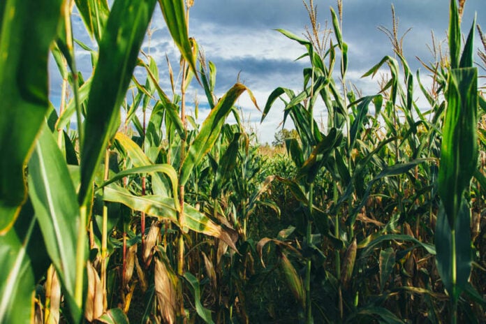 Close-up of green corn stalks and tassels in a field under a cloudy sky, illustrating the modern result of the evolution of corn from teosinte.
