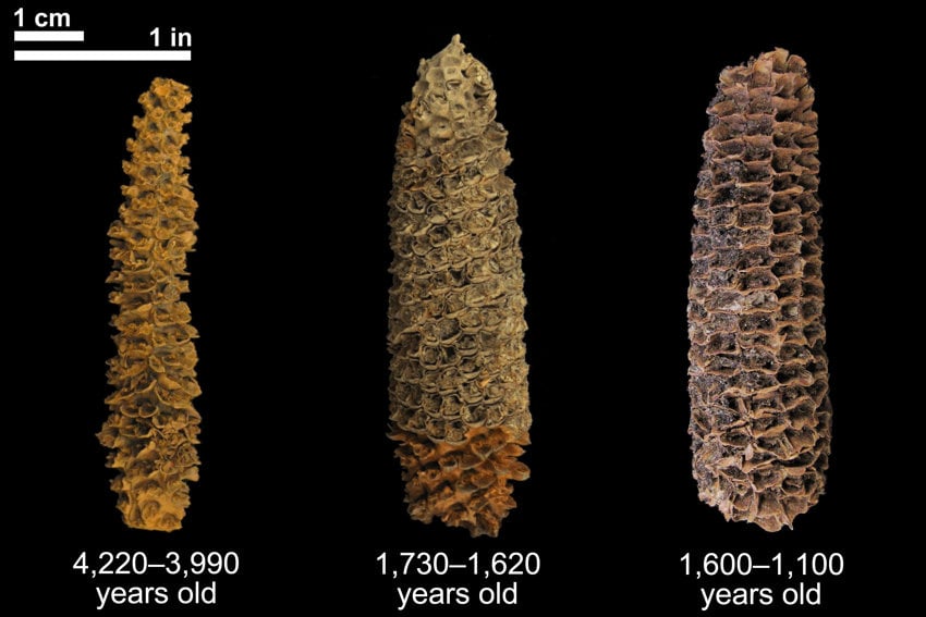 Three archaeological maize specimens dating from 4,200 to 1,100 years ago displayed side-by-side, visually charting the domestication timeline and evolution of corn.