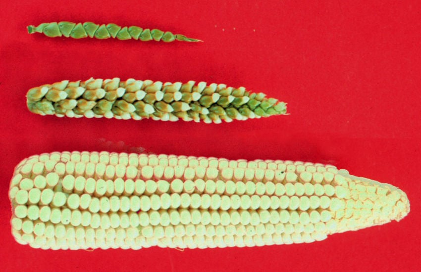 Three plants that are the stages in the development of modern-day corn are displayed vertically on a plain red background. At the top is a teosinte plant, below it is a teosinte/maize hybrid, looking more like a corn cob, but distinctively different, and below that is a modern-day cob of yellow corn.