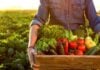Farmer with a box full of fruits and vegetables