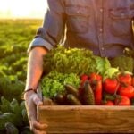 Farmer with a box full of fruits and vegetables