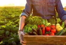 Farmer with a box full of fruits and vegetables