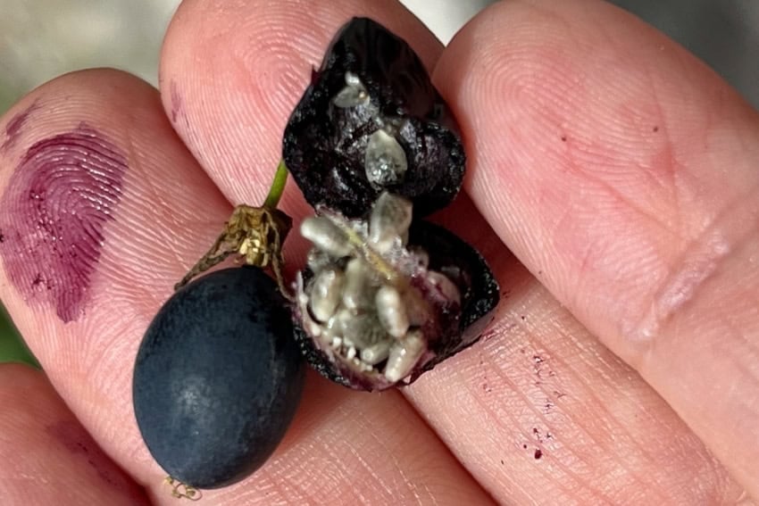 Smallest passion fruit