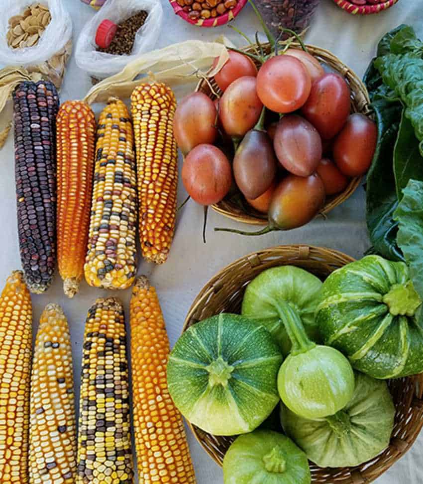 Display of heirloom corn cobs, green squash, red fruits, seeds and nuts on a table.