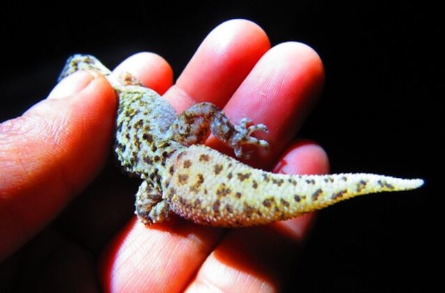 Welcome Mexico's newest identified gecko species