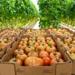 tomatoes awaiting shipment