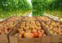 tomatoes awaiting shipment