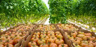 tomatoes awaiting shipment