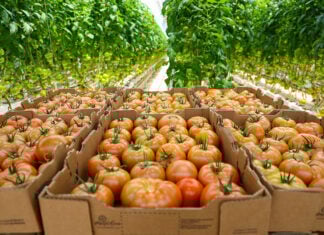 tomatoes awaiting shipment
