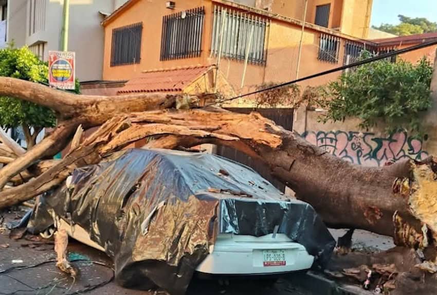tree fallen on car