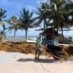 a person walks a wheelbarrow full of sargassum seaweed