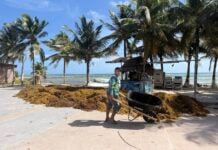 a person walks a wheelbarrow full of sargassum seaweed