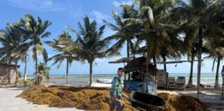a person walks a wheelbarrow full of sargassum seaweed