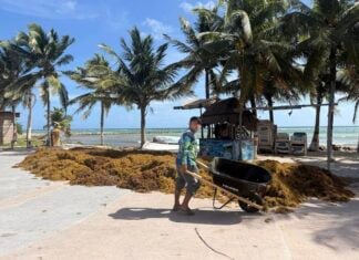 a person walks a wheelbarrow full of sargassum seaweed